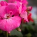 Pelargonium zonale