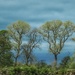 3 Trees by craftymeg