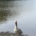 Greylag goose 