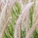 Fountain Grass by cocokinetic