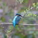 Kingfisher  by rosiekind