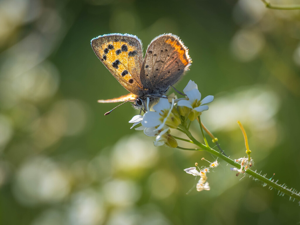 May butterfly by haskar