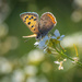 May butterfly by haskar