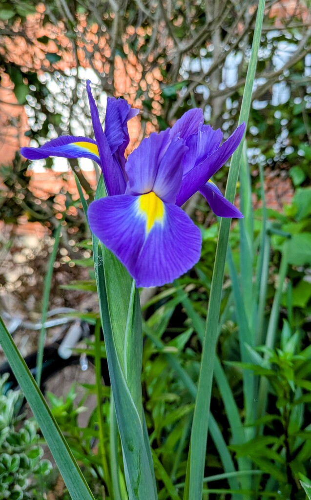 Iris  by boxplayer