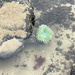 Anemone