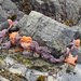 Sea Stars