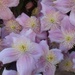 Clematis 