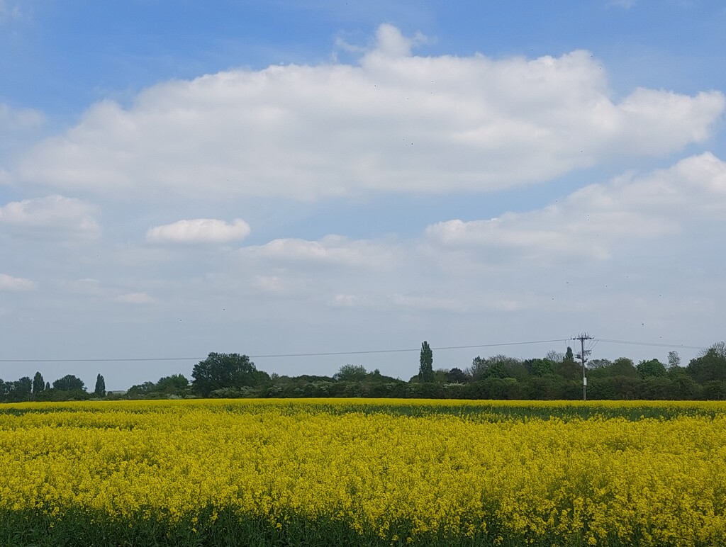 Rape seed  by busylady