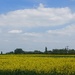 Rape seed 