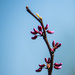 Budding spring-2