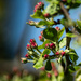Budding spring-4