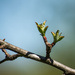 Budding spring