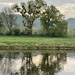 Mistletoe along the Elbe 