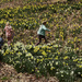 Frolicking among the daffodils