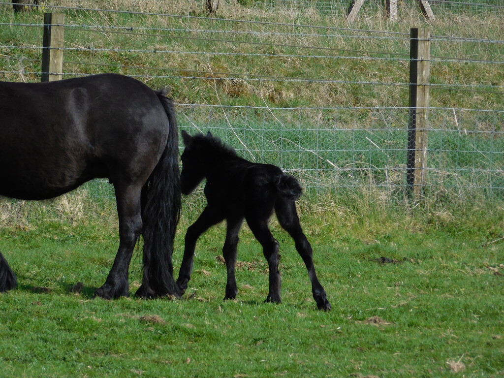 foal by anniesue