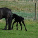 foal