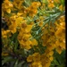 A Tumble of Tarragon
