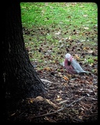 23rd Apr 2025 - Galah Crunch Brunch