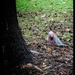 Galah Crunch Brunch