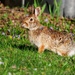 Peter Cottontail by ljmanning