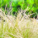 Tall Yellow Grass