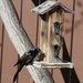 Grackles have Returned  by dailypix