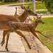 The Fawn Is Flying Across the Road!