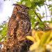 Great Horned Owl Mom!