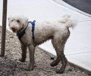 28th Apr 2025 - I Think He Found the Mud Pit, Brent