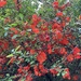 Japonica Crook House Gardens 