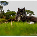 Tau the Photo Bomber by julzmaioro
