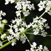 Cow Parsley by dragey74