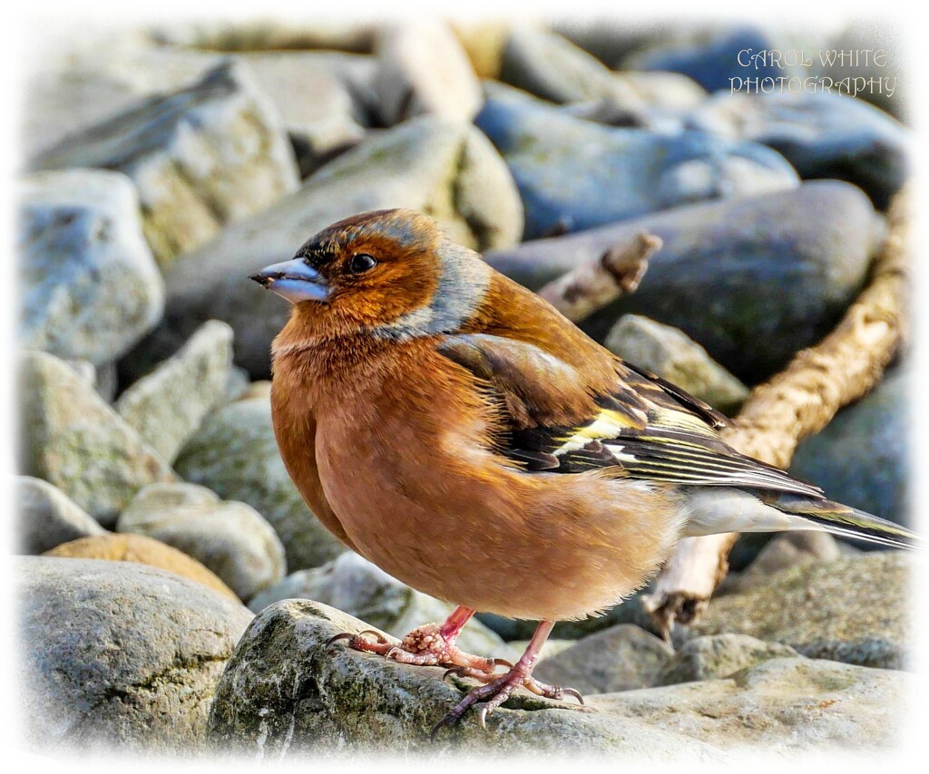 Chubby Chaffinch by carolmw