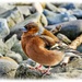 Chubby Chaffinch