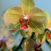 orchid