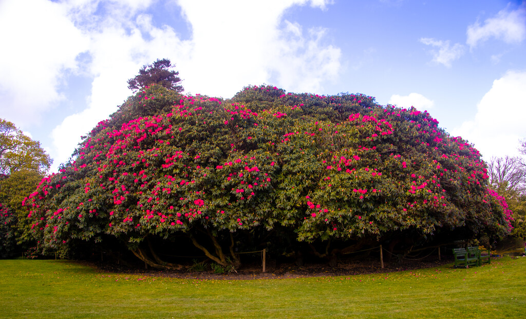 Camelia bush by swillinbillyflynn