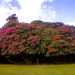 Camelia bush