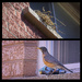 The Nest, Found 