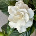 4 24 Elaine’s Gardenia by sandlily