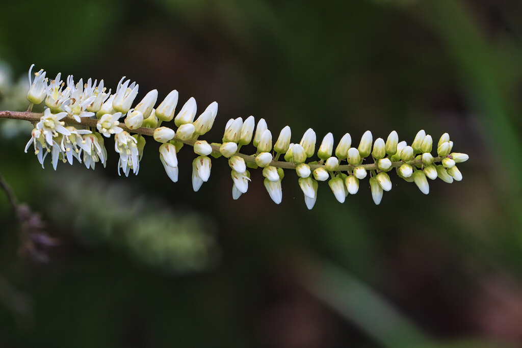 Beginning to Bloom by k9photo