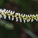 Beginning to Bloom