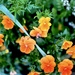 Pretty Pansies  by rensala