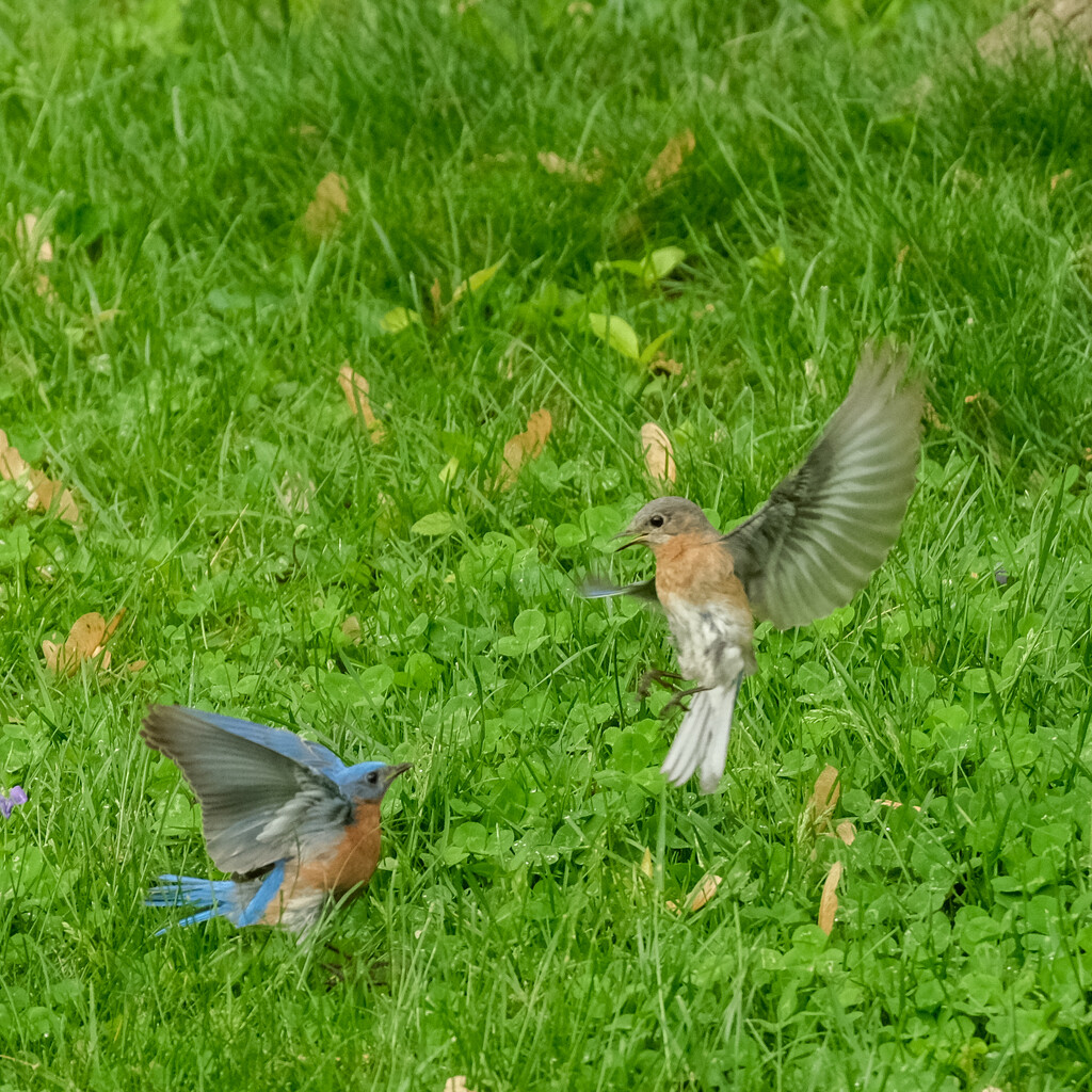 Courtship Dance? by lsquared