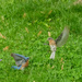 Courtship Dance?
