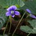 Common Blue Violet