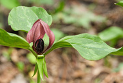 18th Apr 2025 - Prairie Trillium