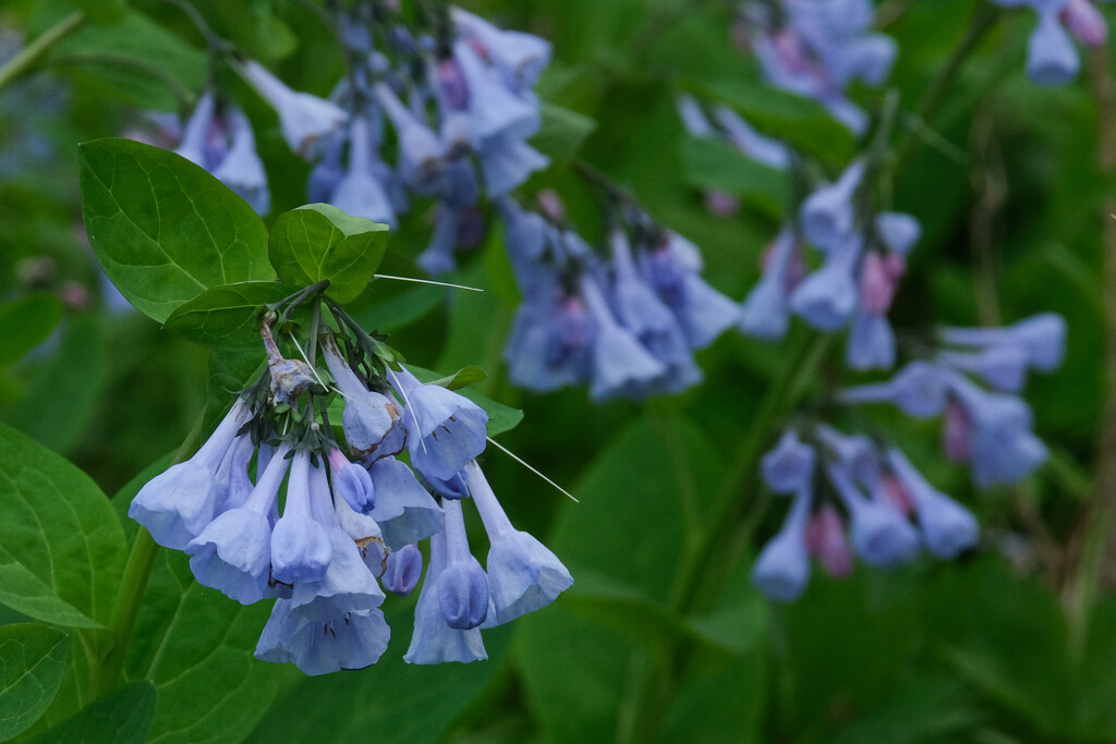Bluebells by lsquared