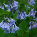 Bluebells