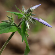 23rd Apr 2025 - Prairie Phlox
