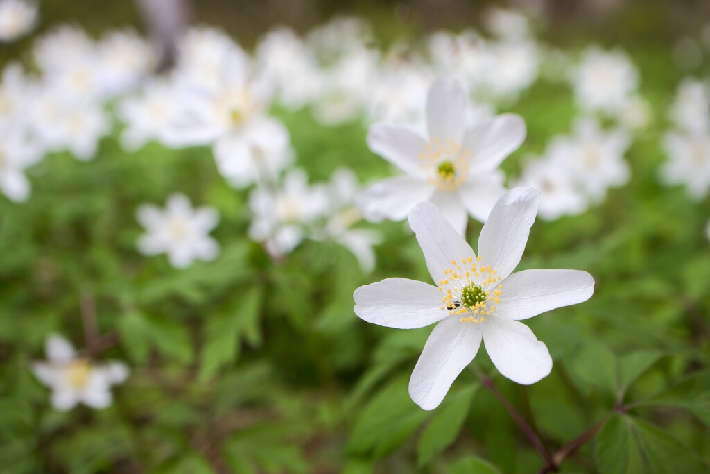 Wood Anemone by okvalle
